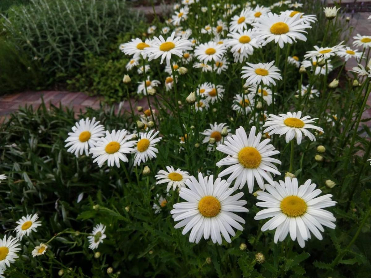 Daisy Place ฟรันเชิค ภายนอก รูปภาพ